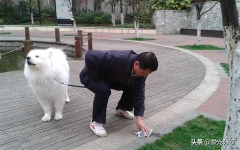 化解養兩隻狗|養兩隻狗狗，可能會面臨許多衝突，主人要先明白這5點才能避免